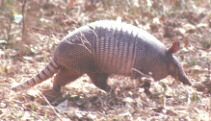 armadillo.jpg